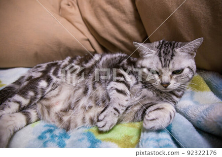 你想養的排名靠前的貓 美國短毛貓 你想養的排名靠前的貓 美國短毛貓 92322176