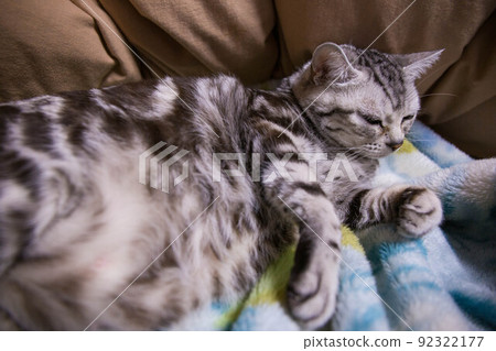 你想養的排名靠前的貓 美國短毛貓 你想養的排名靠前的貓 美國短毛貓 92322177