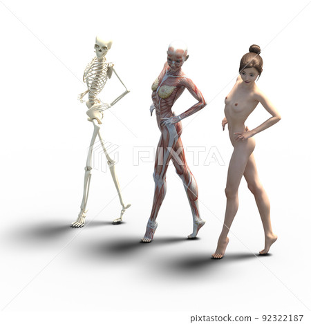 Muscle specimen female perming3DCG illustration material 92322187