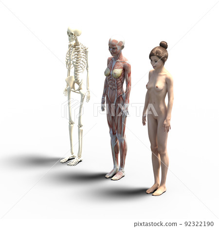 肌肉標本女性perming3DCG插圖素材 92322190