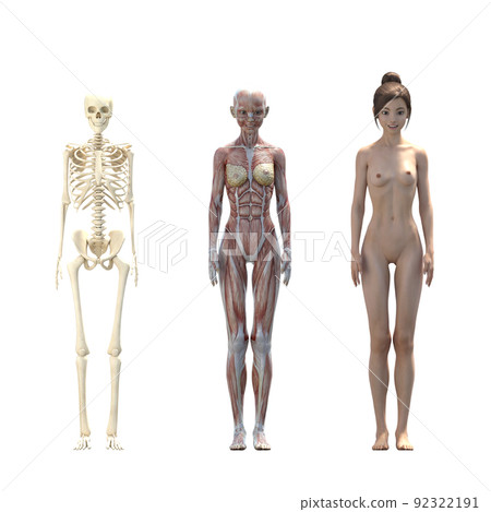 Muscle specimen female perming3DCG illustration material 92322191