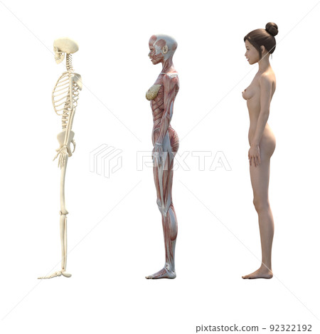 Muscle specimen female perming3DCG illustration material 92322192