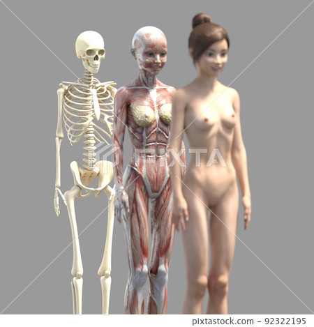 Muscle specimen female perming3DCG illustration material 92322195