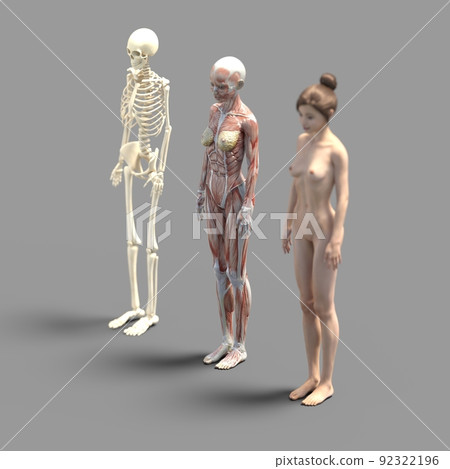 肌肉標本女性perming3DCG插圖素材 92322196