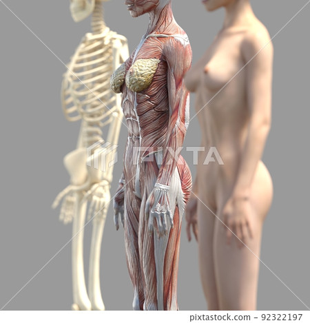 Muscle specimen female perming3DCG illustration material 92322197