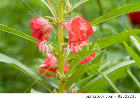 Flower of spinach 92322233