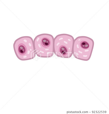 Cell of human organism. Skin system. Layer of epidermis. Biology and Microbiology Cell of human organism. Skin system. Layer of epidermis. Biology and Microbiology 92322539