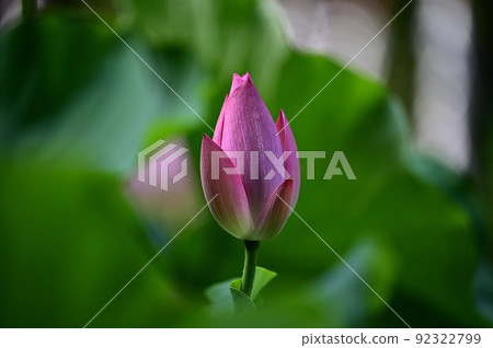 一朵蓮花 92322799