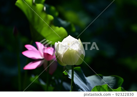 A lotus 92322830