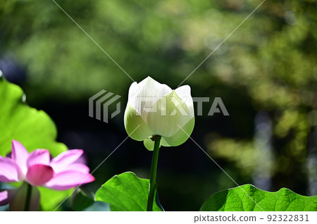 A lotus A lotus 92322831