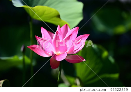 一朵蓮花 92322859