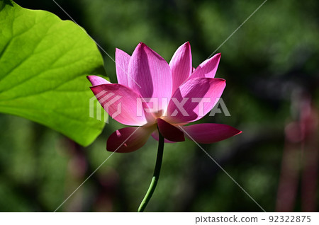 一朵蓮花 92322875