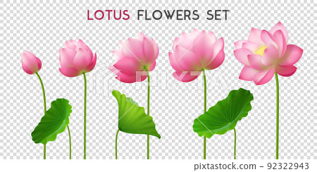Lotus Flowers Realistic Set 92322943
