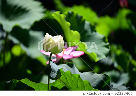 一朵蓮花 92323405