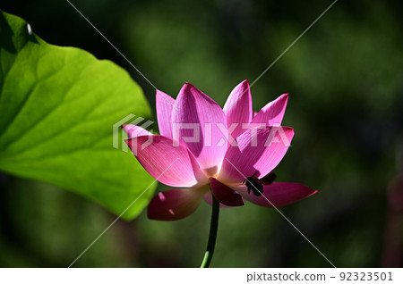 一朵蓮花 92323501