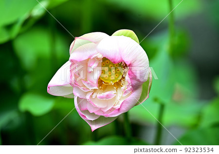 一朵蓮花 92323534