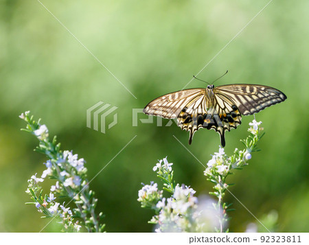 Flying swallowtail butterfly 92323811