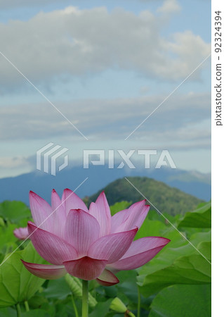 日本的蓮花 92324394