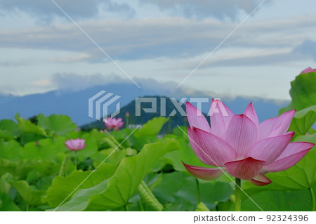 日本的蓮花 92324396