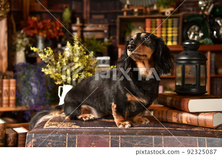 復古背景中推薦的微型臘腸犬 92325087