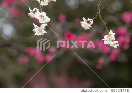 白梅花的風景與背景中的猩紅色李子-2 白梅花的風景與背景中的猩紅色李子-2 92325728