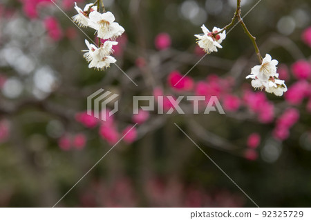Scenery of white plum blossoms with scarlet plums in the background-3 Scenery of white plum blossoms with scarlet plums in the background-3 92325729