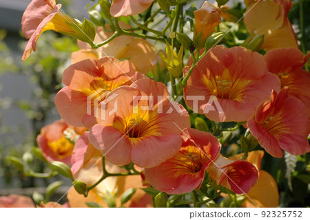 The orange flowers of Chinese trumpet vine look great in the midsummer landscape. 92325752