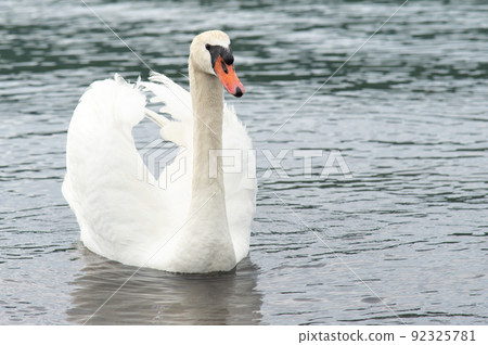 天鵝烘乾它的羽毛 92325781