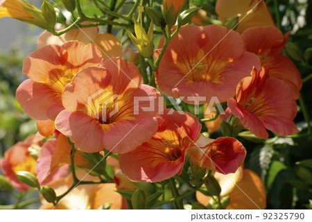 The orange flowers of Chinese trumpet vine look great in the midsummer landscape. 92325790
