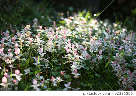 Hatsuyuki Kazura bathing in the summer morning sun (Hatsuyukikuzu) 92325896