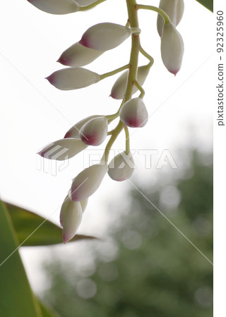 The shiny pale pink flowers of shell ginger (Sannin) are beautiful 92325960