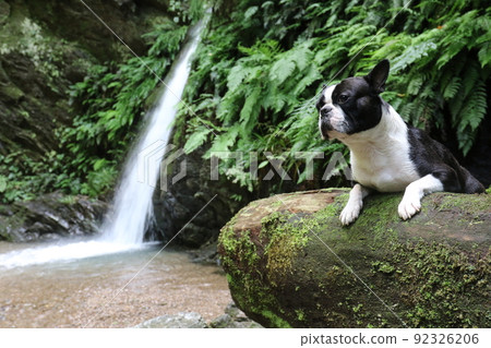 Mighty,一隻可愛的波士頓梗,在柚子之鄉諸山鎮風景區宿屋之瀧附近騎著一棵茂密的倒下的樹 Mighty,一隻可愛的波士頓梗,在柚子之鄉諸山鎮風景區宿屋之瀧附近騎著一棵茂密的倒下的樹 92326206