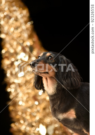微型臘腸犬的簡單肖像 92326558