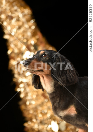 A simple portrait of a miniature dachshund 92326559