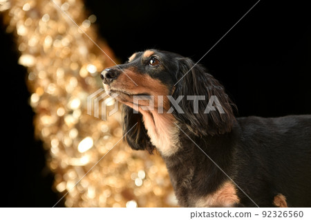 A simple portrait of a miniature dachshund 92326560