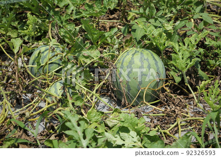 西瓜栽培‖ 92326593