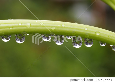 Crinum latifolium（Indohama 棉）莖上的水滴很有趣 92326665