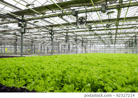 Greenhouse plantation with lettuce greenery. Concept for industrial agriculture. Rows of Plant Cultivated Inside a Large Greenhouse Building. Eco farming business. Cultivate and Selection. 92327214