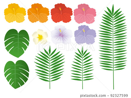 熱帶_芙蓉_集 92327599