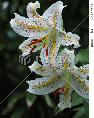 Golden-rayed lily in Ijimino Park 92327674