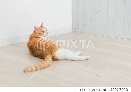 貓在房間裡玩耍（貓咖啡館） 92327990