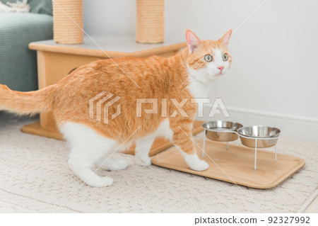 Cats (pets) eating food 92327992