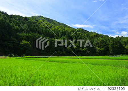 夏季稻田染成綠色 92328103