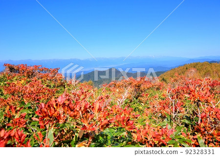 Autumn leaves of Utsukushigahara plateau and Japanese azalea Autumn leaves of Utsukushigahara plateau and Japanese azalea 92328331
