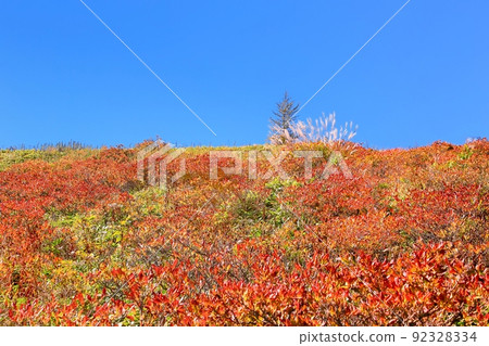 Autumn leaves of Utsukushigahara plateau and Japanese azalea 92328334
