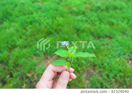 Commelina communis Commelina communis 92329040
