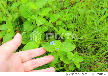 Commelina communis 92329047