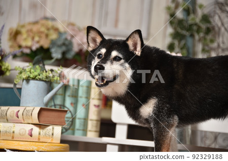 在天然雜貨店推薦的柴犬 在天然雜貨店推薦的柴犬 92329188