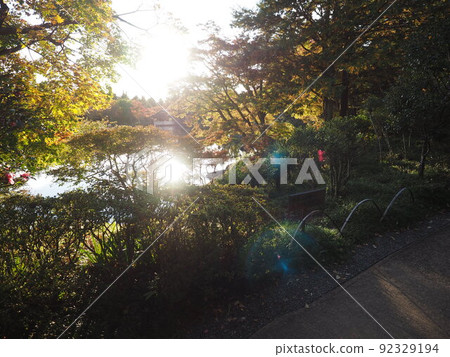 The sun shining through the gaps in the autumn leaves The sun shining through the gaps in the autumn leaves 92329194