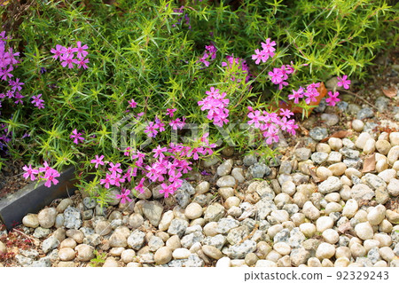 Shibazakura flowers Shibazakura flowers 92329243